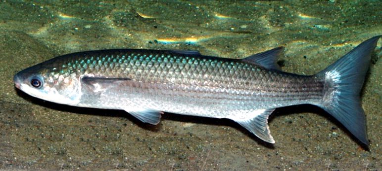 Chelon labrosus_02.jpg